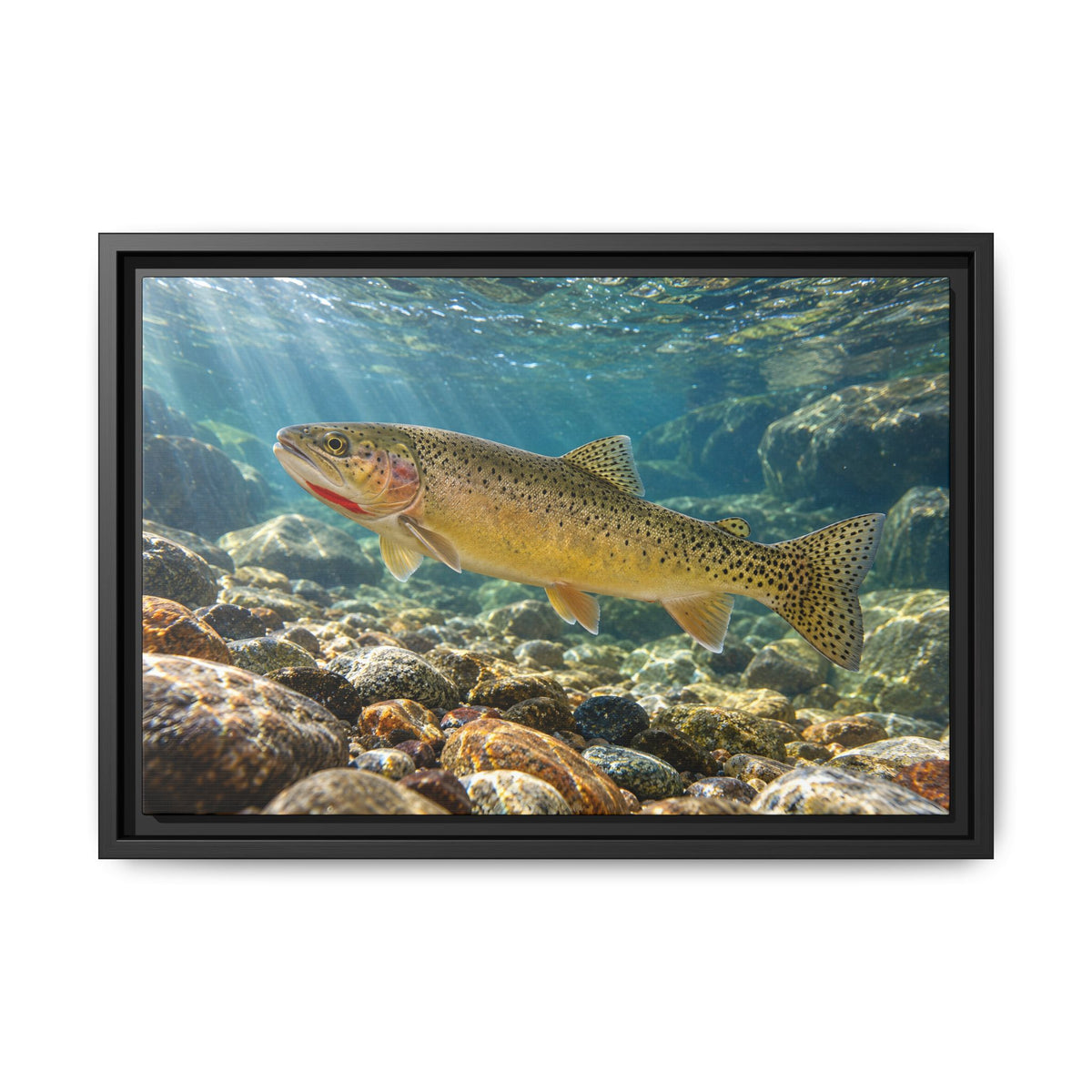 Westslope Riffle Cutthroat Trout framed canvas, 18x12 size view