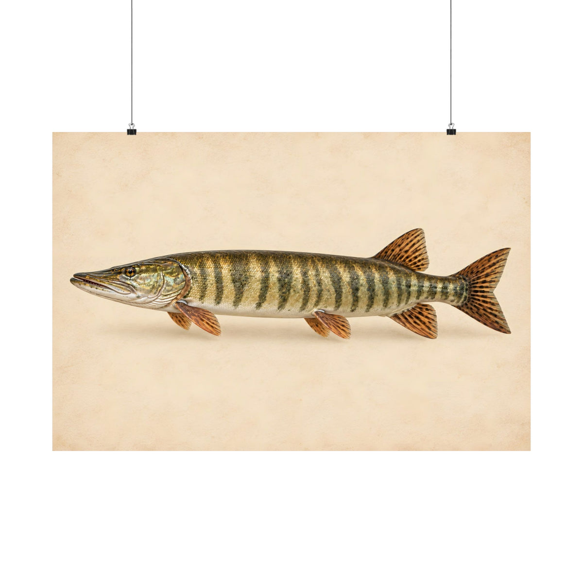Field Study Muskie poster wall art, view 3