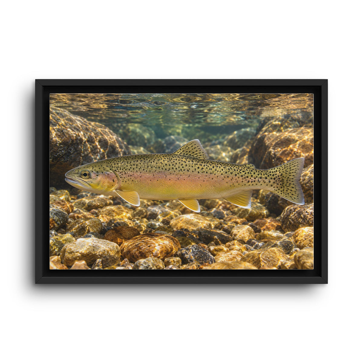 Amber Pebbles Gila Trout framed canvas wall art