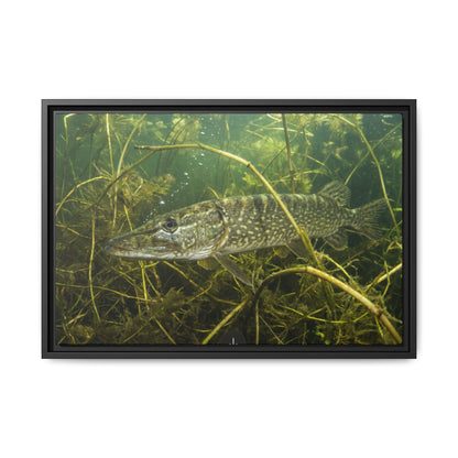 Weed Ambush Northern Pike framed canvas, 36x24 size view