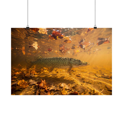 Northern Pike in Autumn Shallows Poster — Amber-Toned Matte Wall Art for Anglers