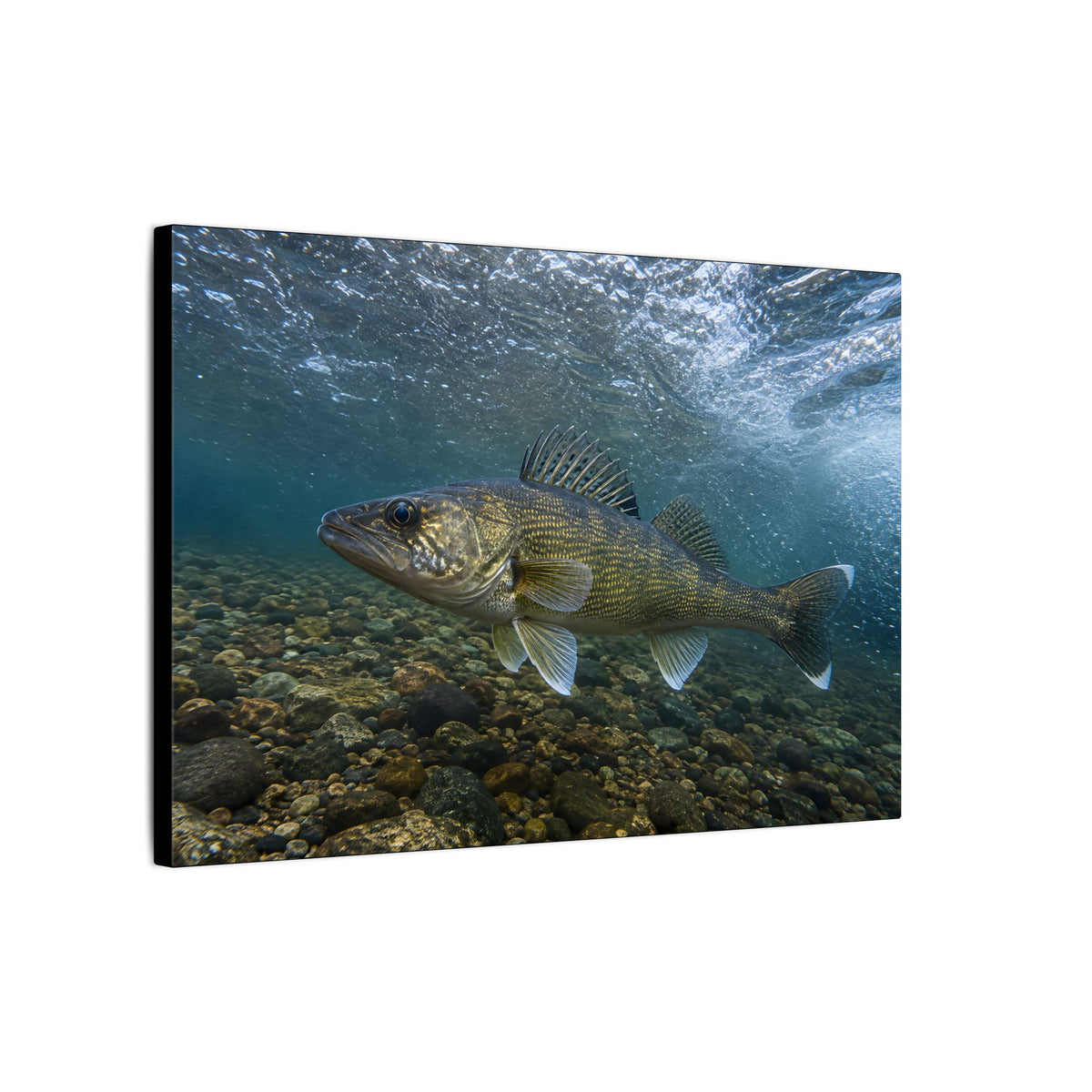 Cobbled Shallows Walleye canvas side angle