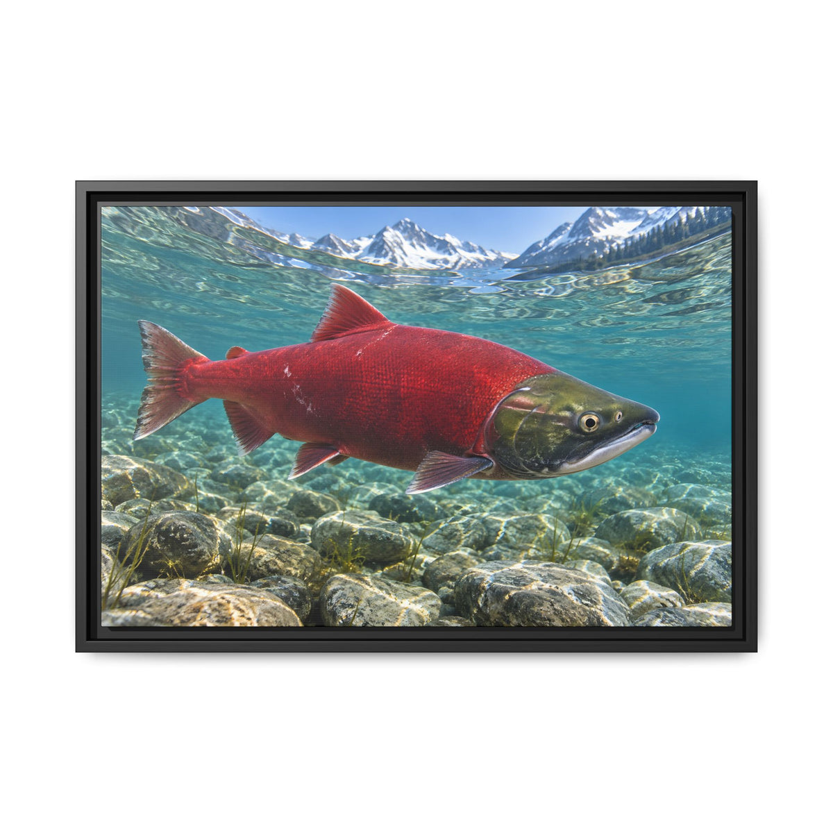 Ruby of the Shallows Sockeye Salmon framed canvas wall art, view 3