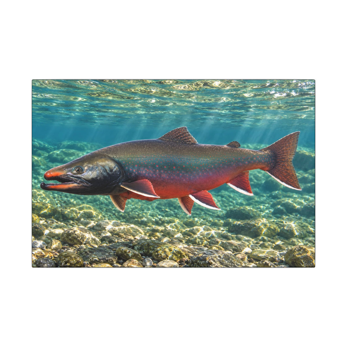 Sunlit Waters Dolly Varden canvas wall art