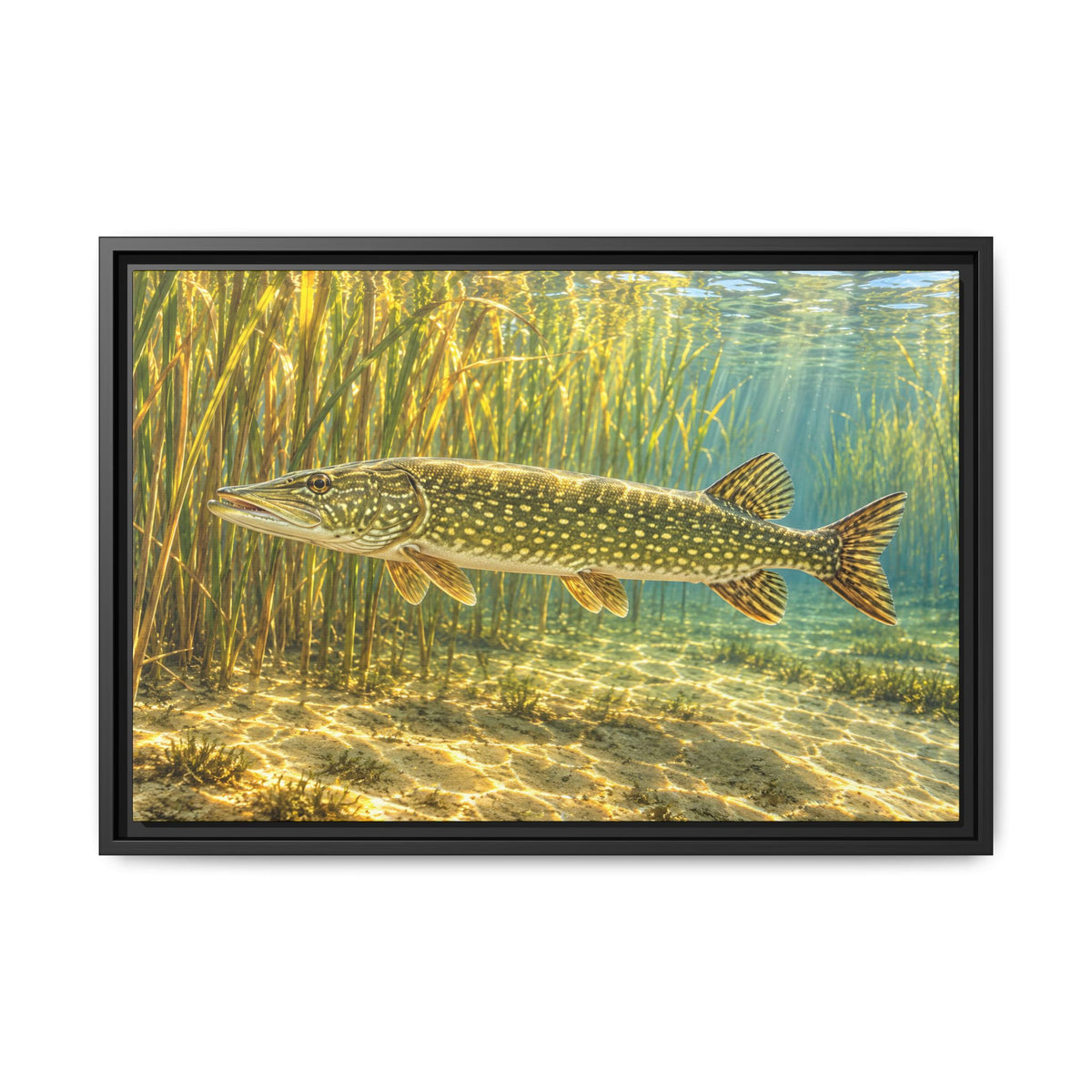 Sunlit Reed Edge Northern Pike framed canvas, 36x24 size view