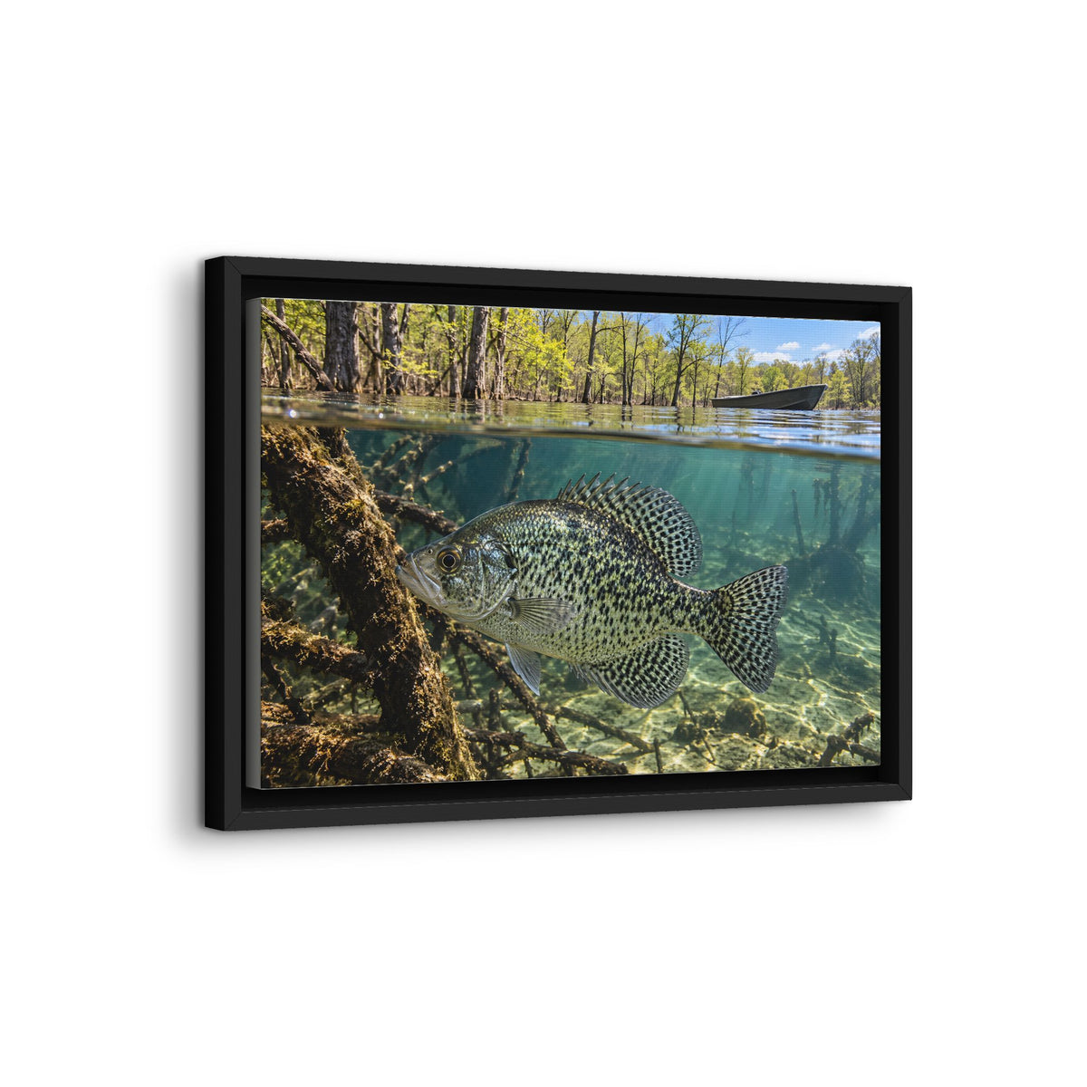 Spring Shoreline Crappie framed canvas wall art, view 4