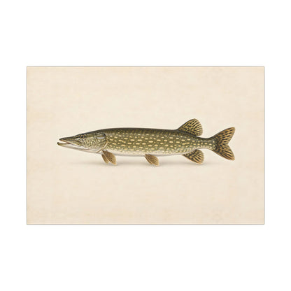 Northern Pike Field Study canvas, 36x24 size view