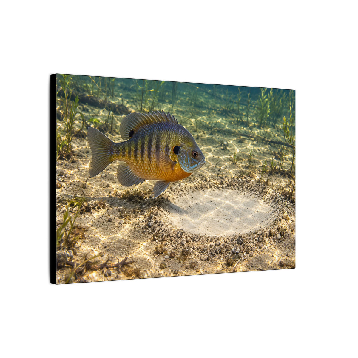 Guarding the Nest Bluegill canvas wall art, view 4