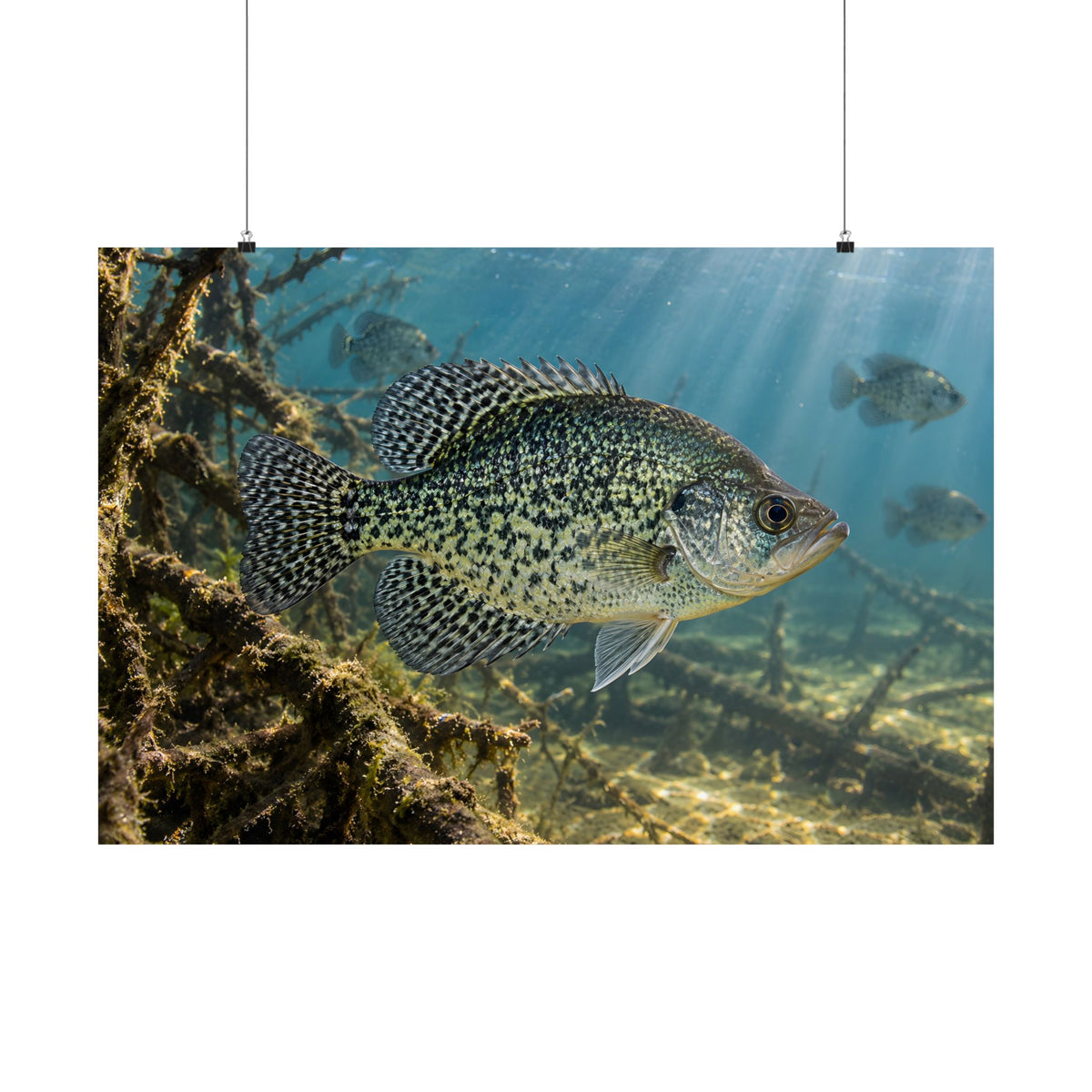 Brush Pile Crappie poster wall art, view 3