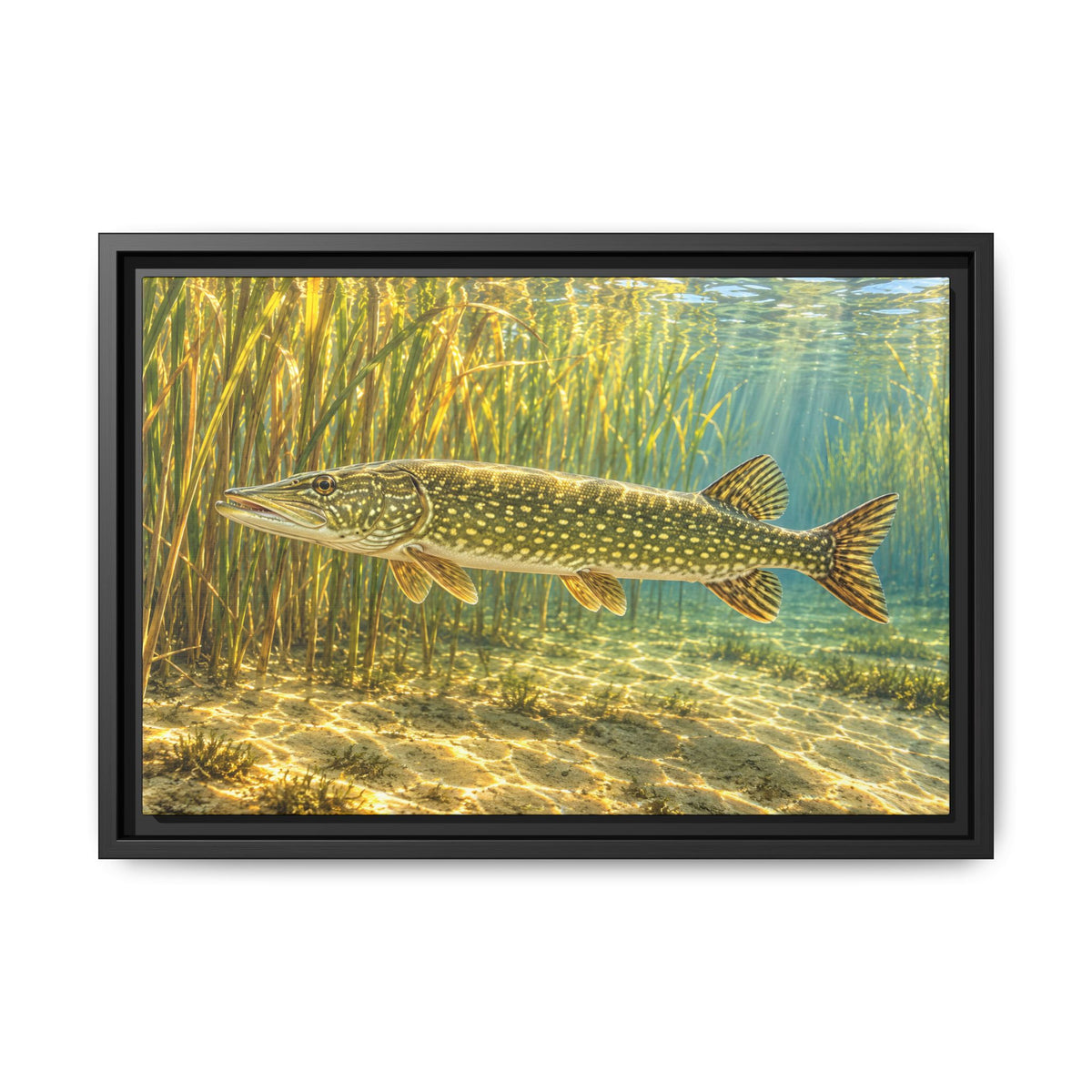 Sunlit Reed Edge Northern Pike framed canvas, 24x16 size view