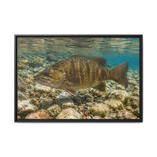 Rocky Riverbed Smallmouth Bass framed canvas wall art