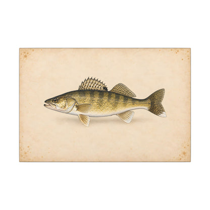 Walleye Field Study canvas, 24x16 size view
