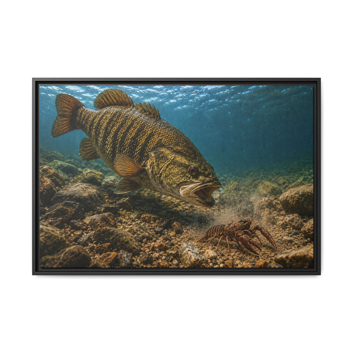 Crawfish Chase Smallmouth Bass framed canvas wall art