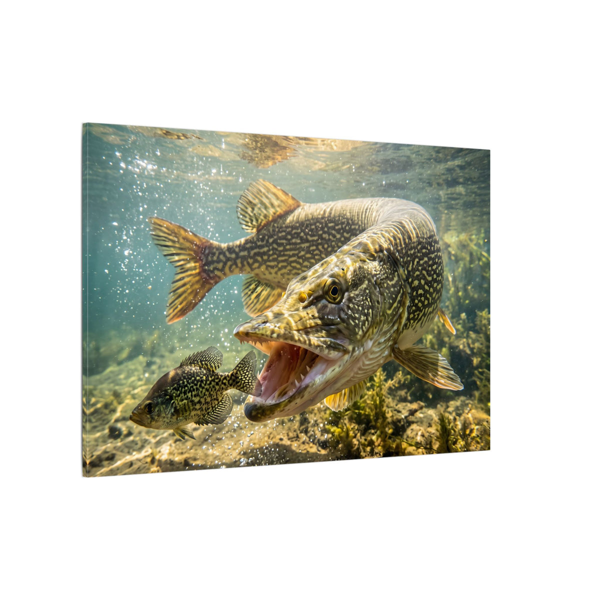 Northern Pike Crappie Chase Canvas — Predator Strike Wall Art for Anglers
