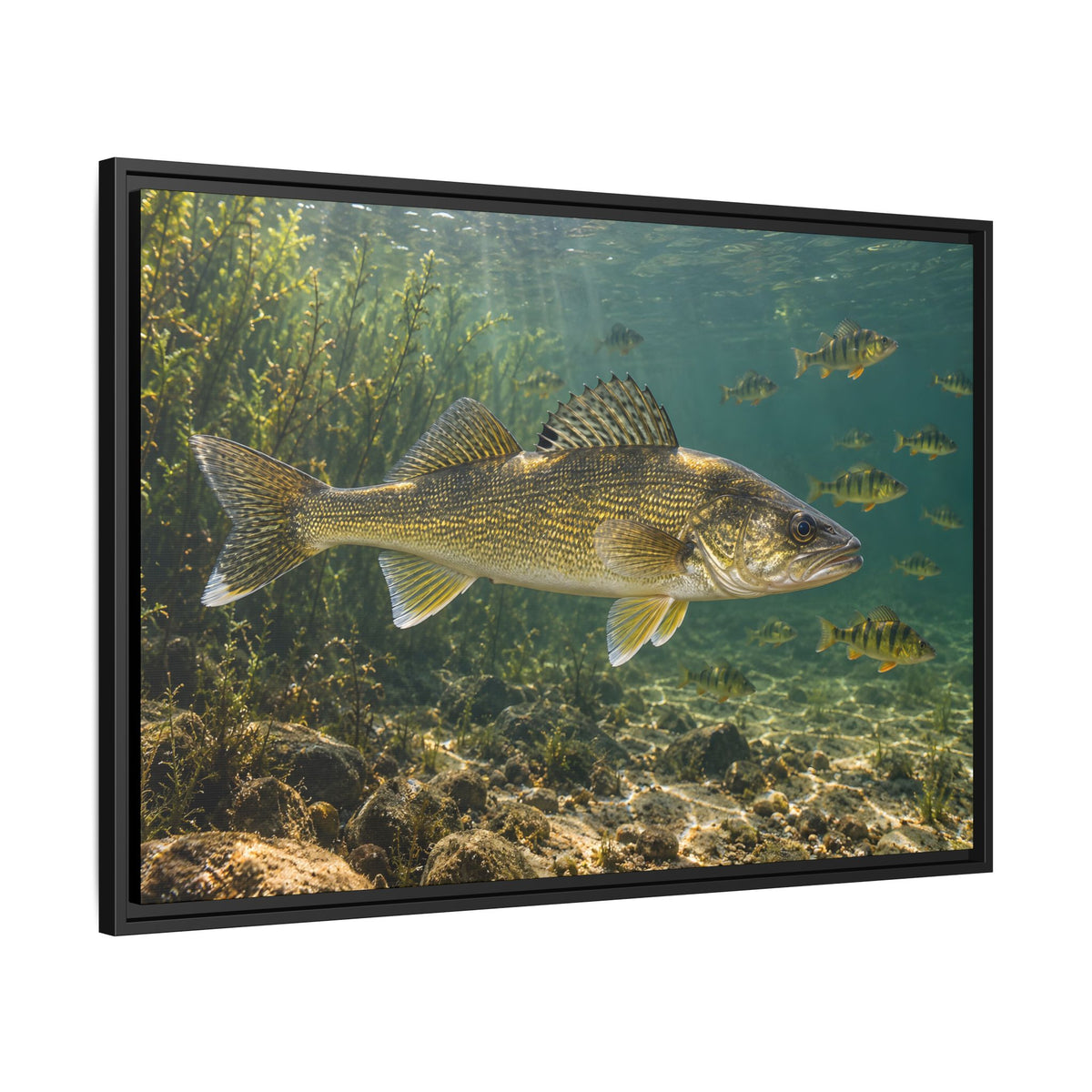 Perch School Ambush Walleye framed canvas side angle