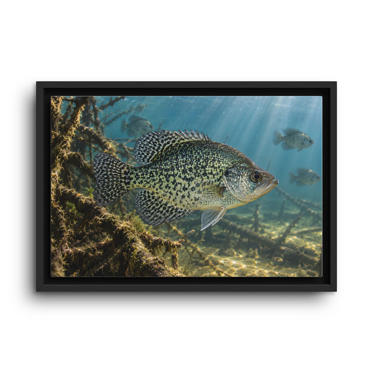 Brush Pile Crappie framed canvas wall art