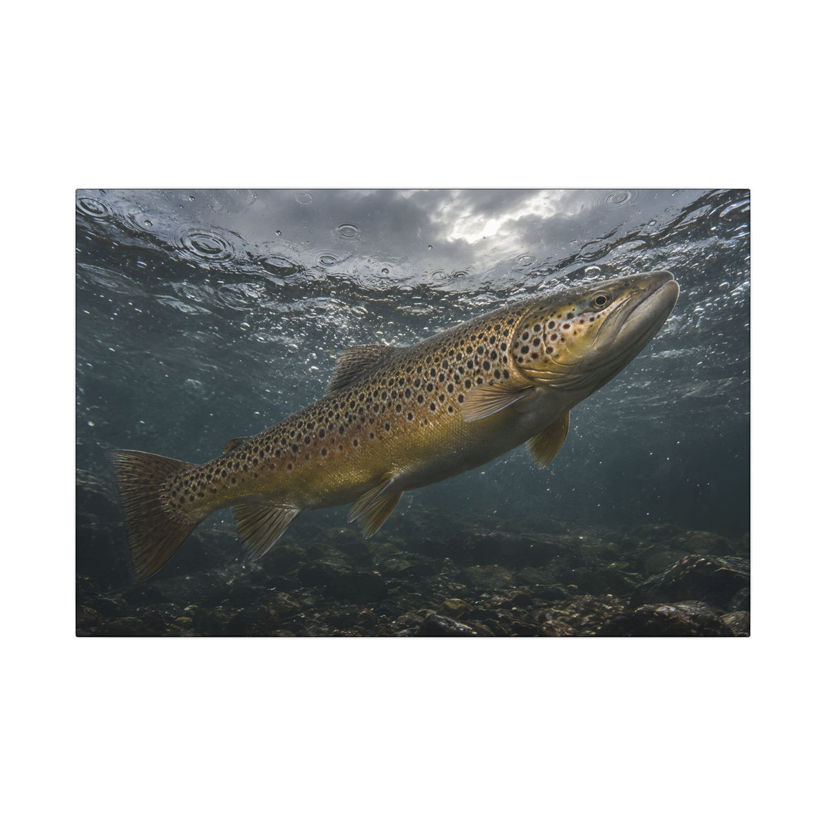 Rainwater Rise Brown Trout canvas wall art, view 2