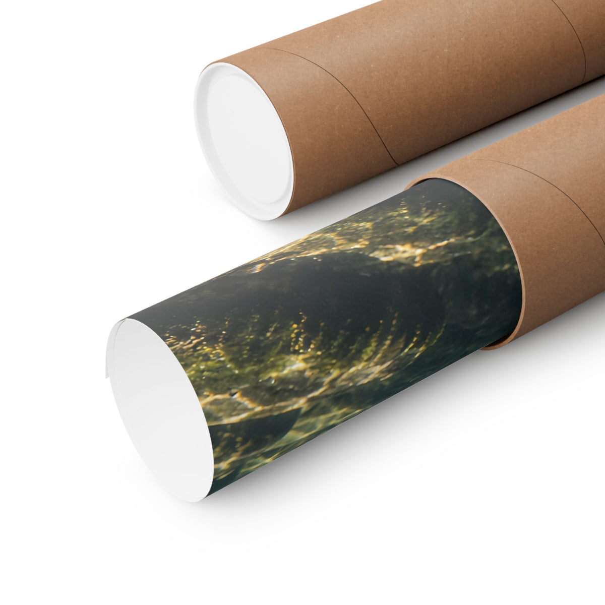 Beneath Sunlit Roots Tiger Trout poster wall art, view 5