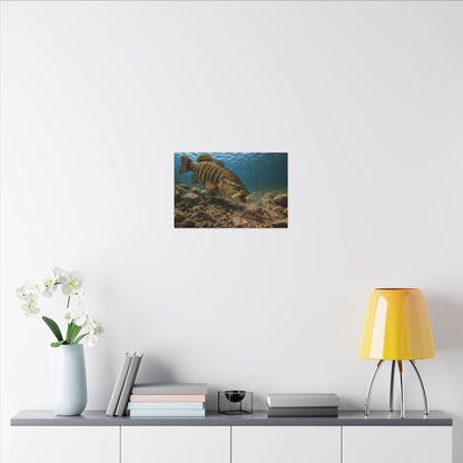 Crawfish Chase Smallmouth Bass canvas wall art, view 6