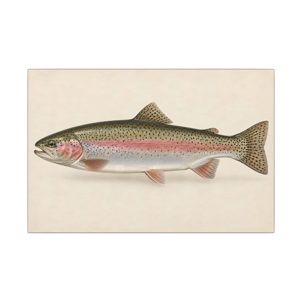 Rainbow Trout Field Study canvas wall art – photo 2