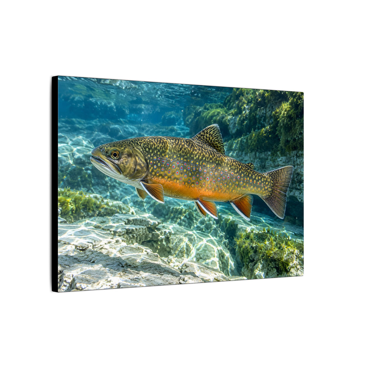 Sapphire Spring Brook Trout canvas wall art, view 4