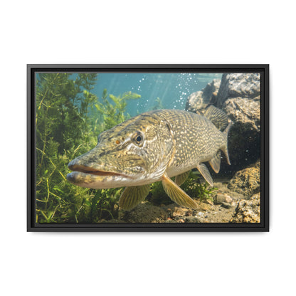 Northern Pike Clear Water Portrait Framed Canvas — Limited Edition Wall Art for Anglers