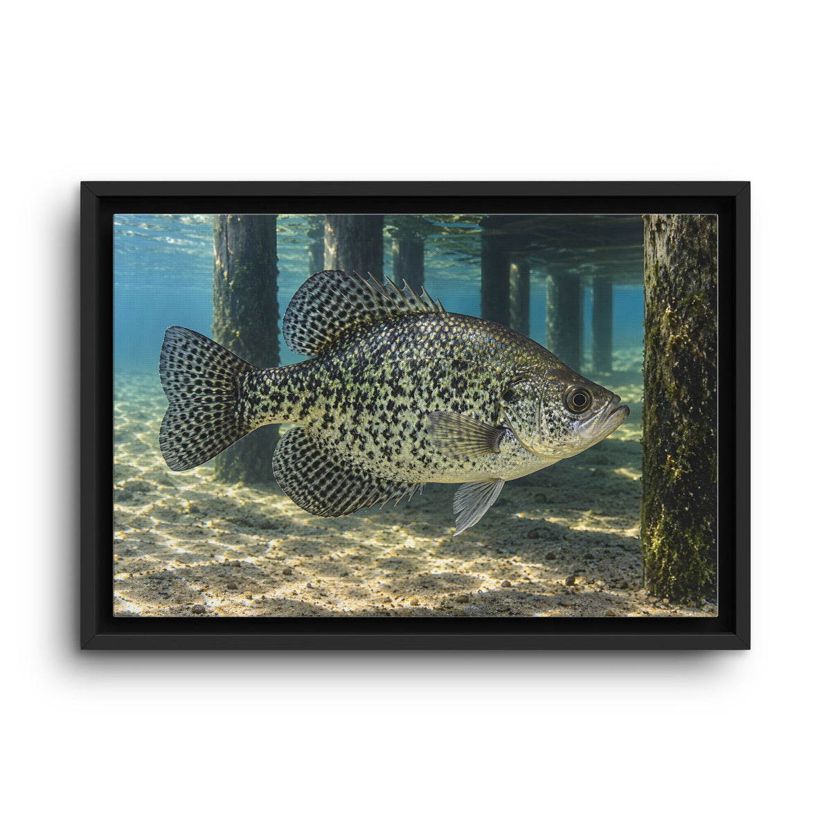Dock Shadow Crappie framed canvas wall art