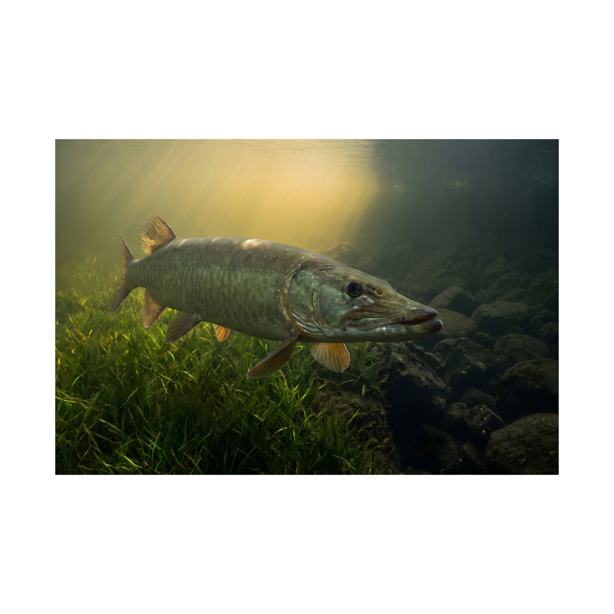 Green Weed Line Hover Muskie Poster — Trophy Underwater Wall Art for Anglers