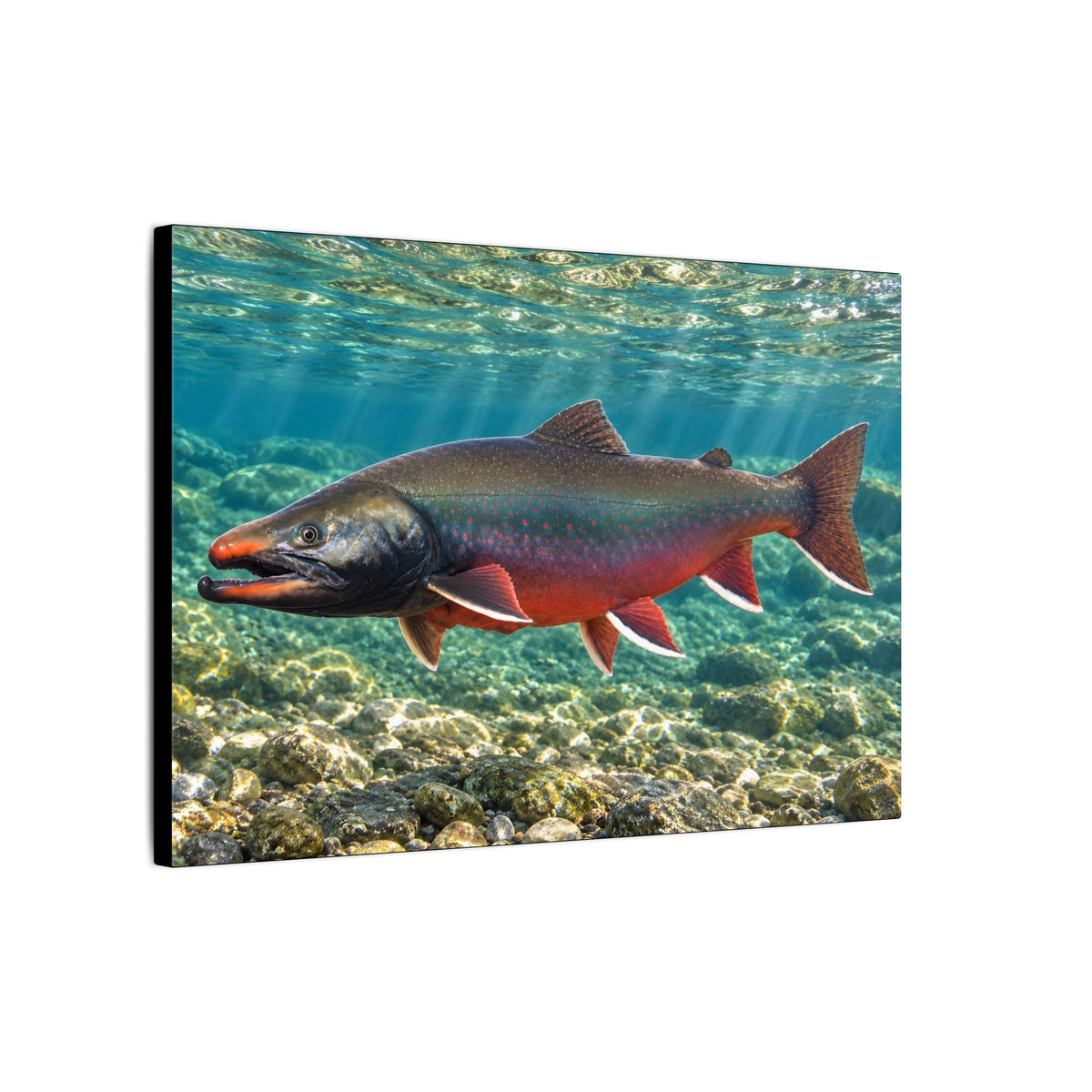 Sunlit Waters Dolly Varden canvas wall art, view 4