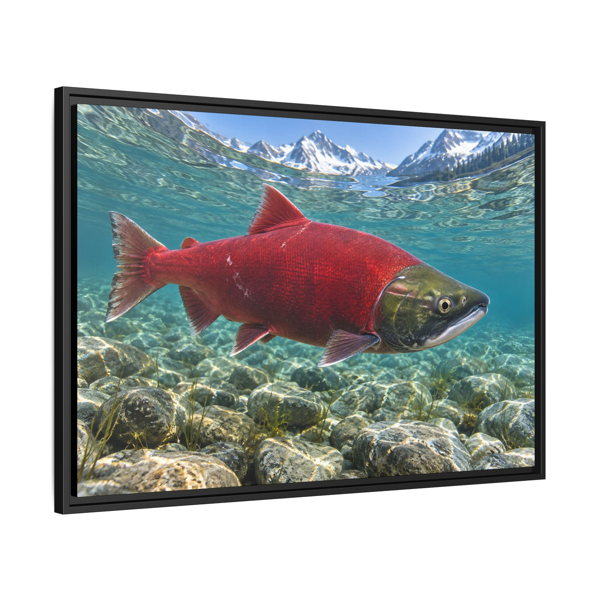 Ruby of the Shallows Sockeye Salmon framed canvas wall art, view 4