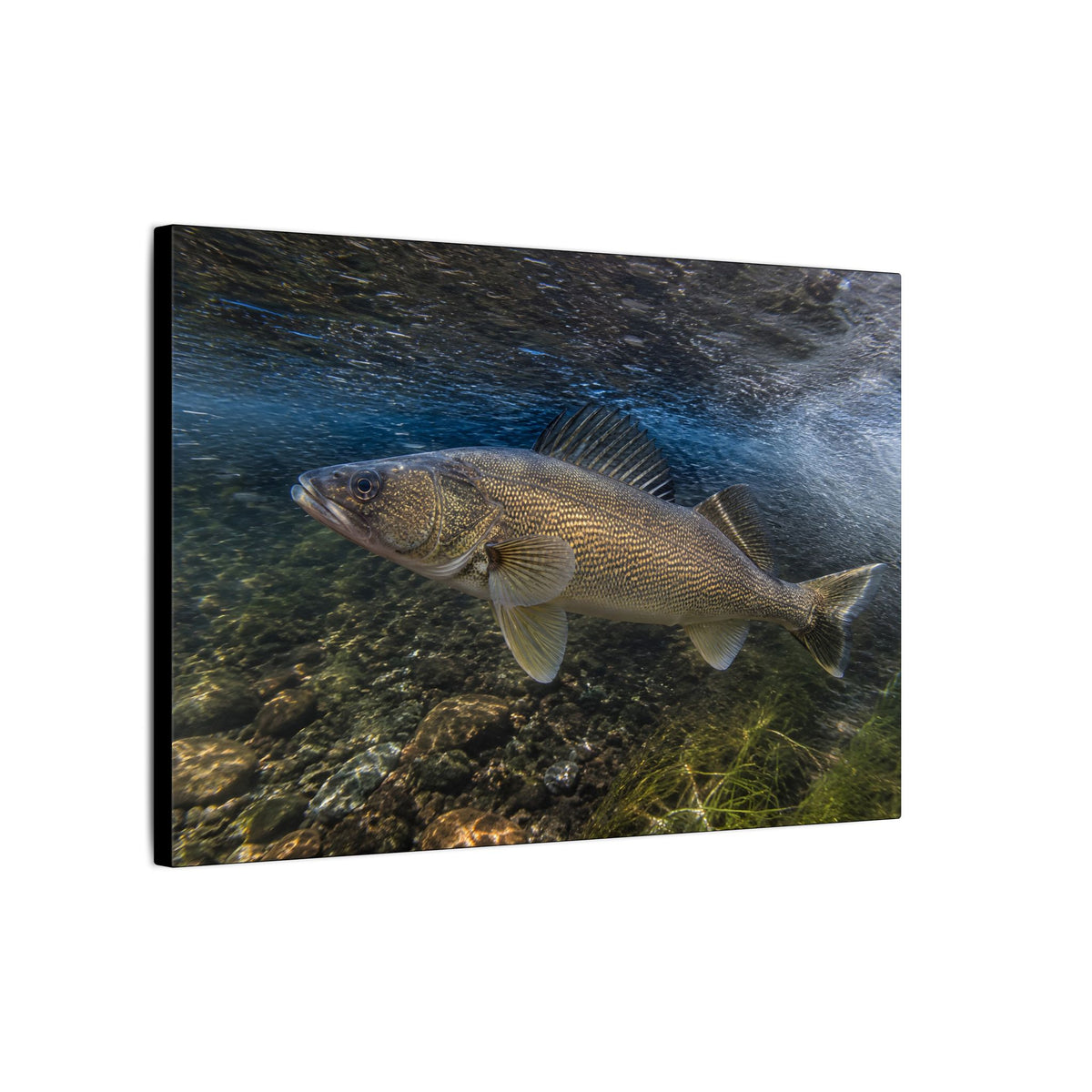 River Bend Walleye canvas side angle