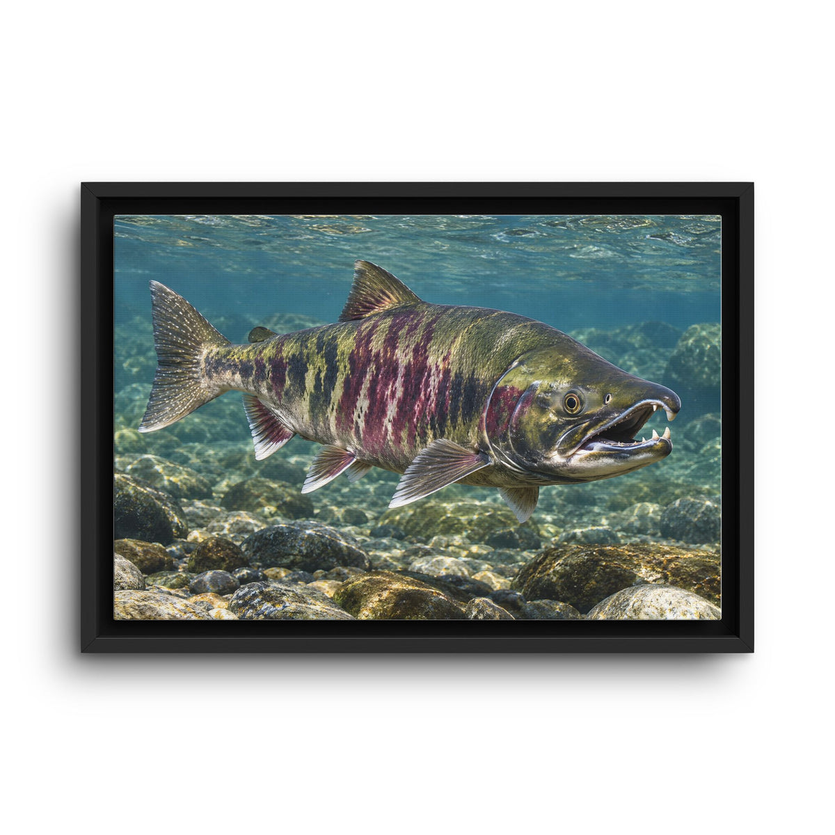 Teeth of the Run Chum Salmon framed canvas wall art