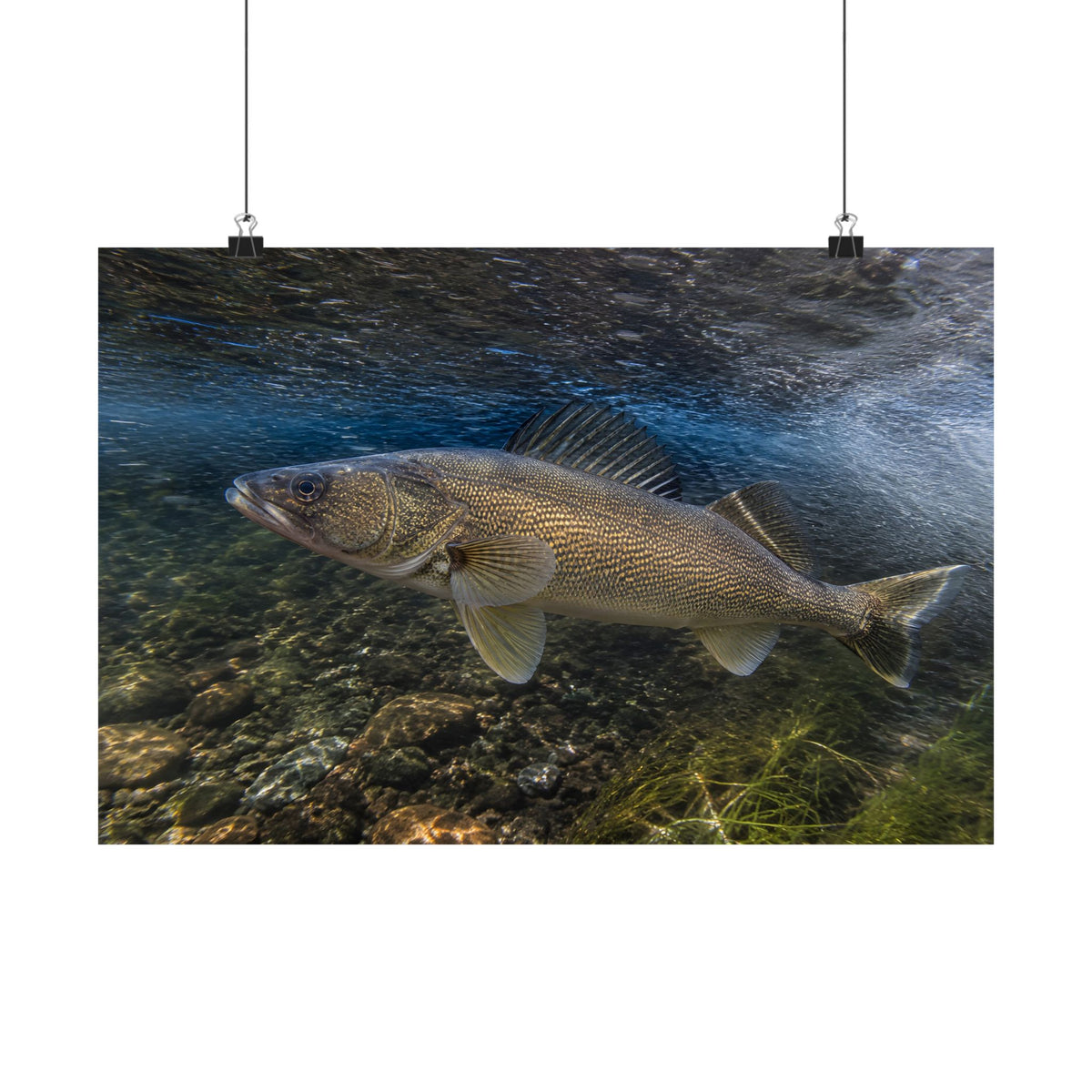 River Bend Walleye poster wall art, view 2