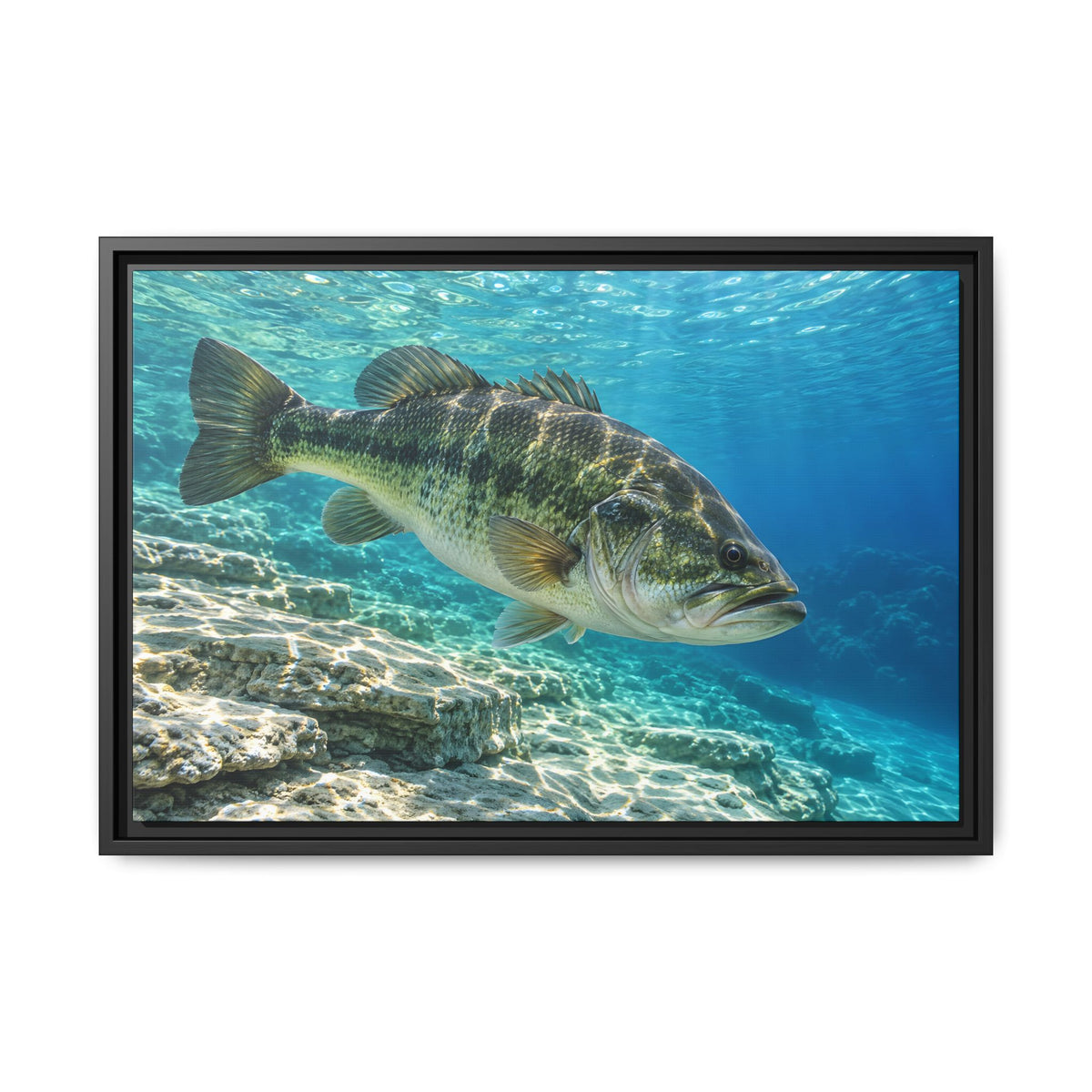 Turquoise Limestone Ledge Largemouth Bass framed canvas, 36x24 size view