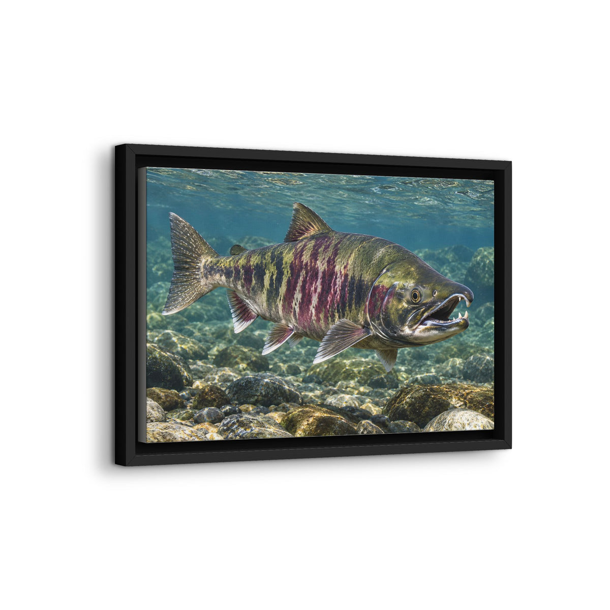 Teeth of the Run Chum Salmon framed canvas wall art, view 4
