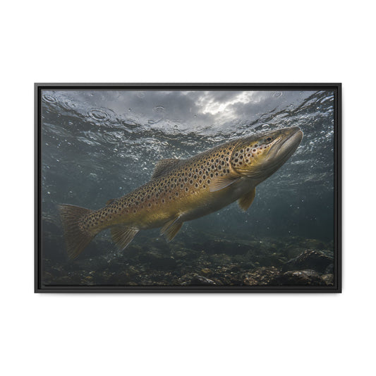 Rainwater Rise Brown Trout framed canvas wall art