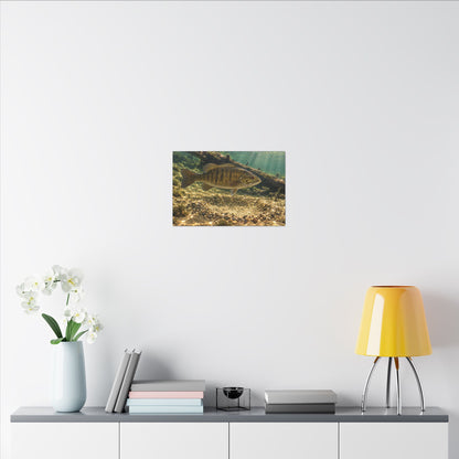 Spawning Bed Smallmouth Canvas wall art, view 6
