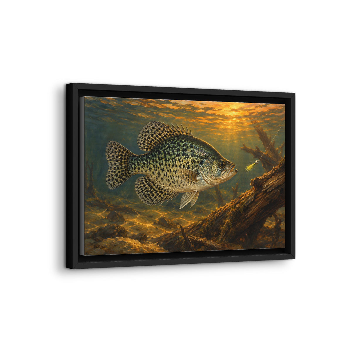 Papermouth at Dusk Crappie framed canvas wall art, view 4
