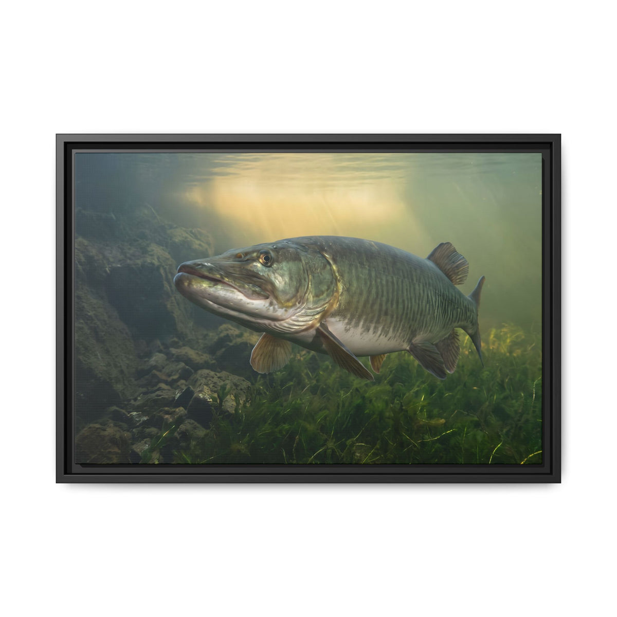 Golden Weed Line Hover Muskie framed canvas, 36x24 size view