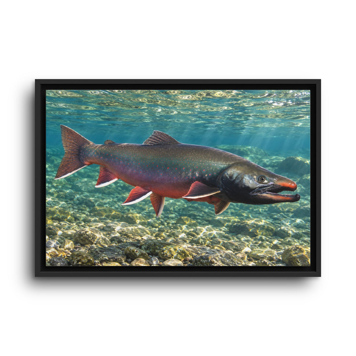 Trophy Alaskan Waters Dolly Varden framed canvas wall art, view 2