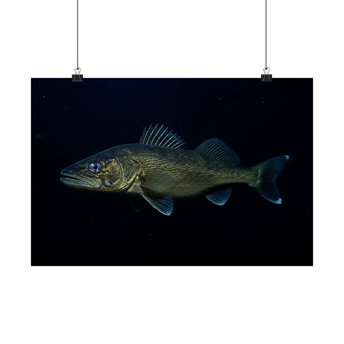Midnight Walleye Marble Eye — Matte Horizontal Wall Art