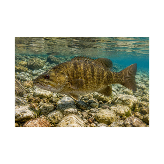 Smallmouth Bass (Micropterus dolomieu) Along the Rocky Riverbed — Matte Horizontal Wall Art for Anglers