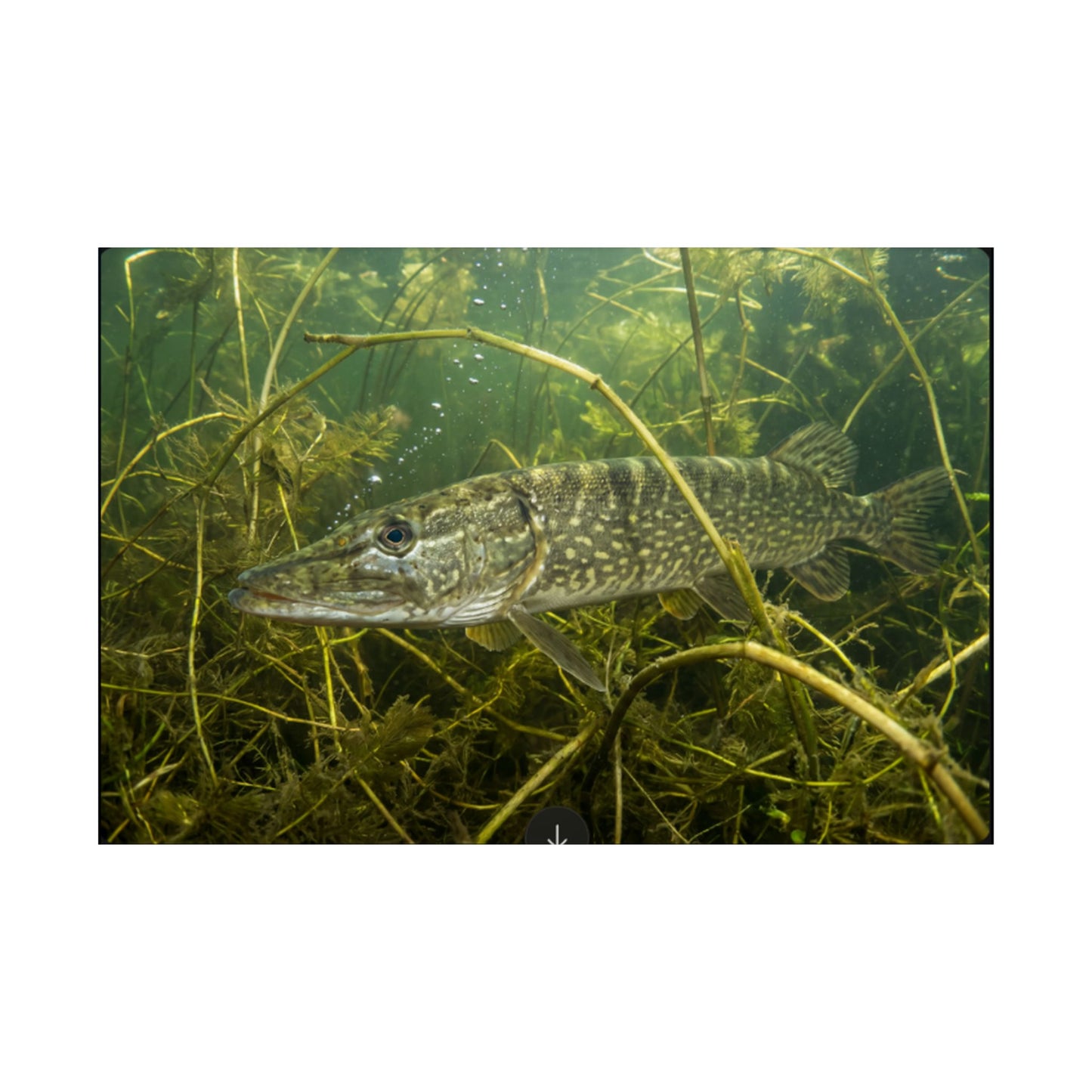 Northern Pike in the Weed Ambush Poster — Camouflage Matte Wall Art for Anglers