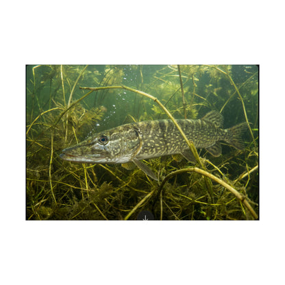 Northern Pike in the Weed Ambush Poster — Camouflage Matte Wall Art for Anglers