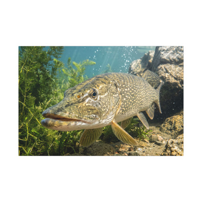 Northern Pike Clear Water Portrait Canvas — Limited Edition Wall Art for Anglers