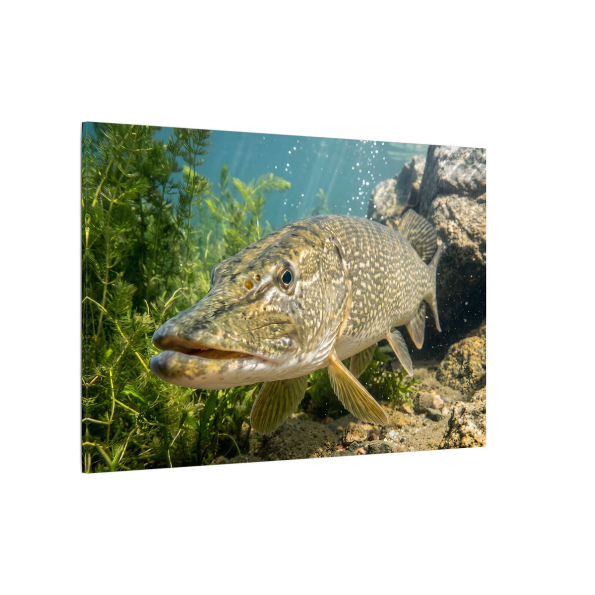 Northern Pike Clear Water Portrait Canvas — Limited Edition Wall Art for Anglers