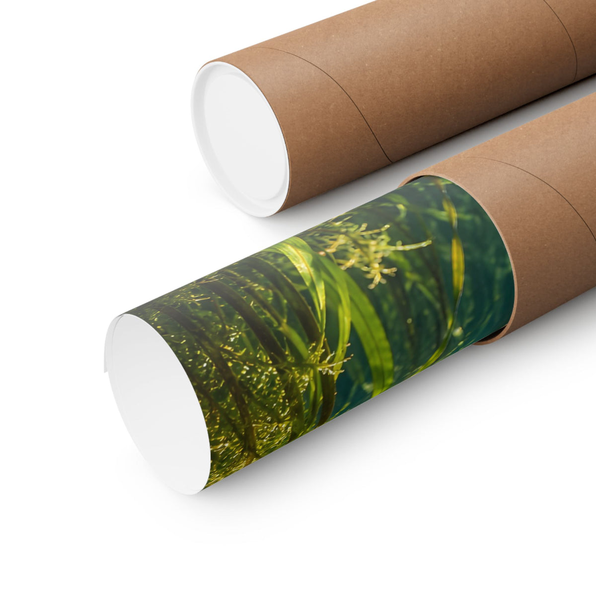 Rising Through the Weeds Yellow Perch poster wall art, view 5