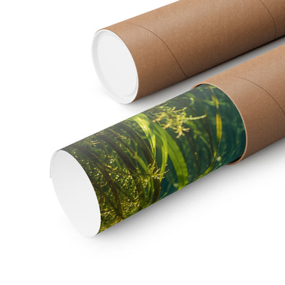 Rising Through the Weeds Yellow Perch poster wall art, view 5