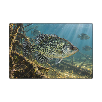 Brush Pile Crappie canvas wall art
