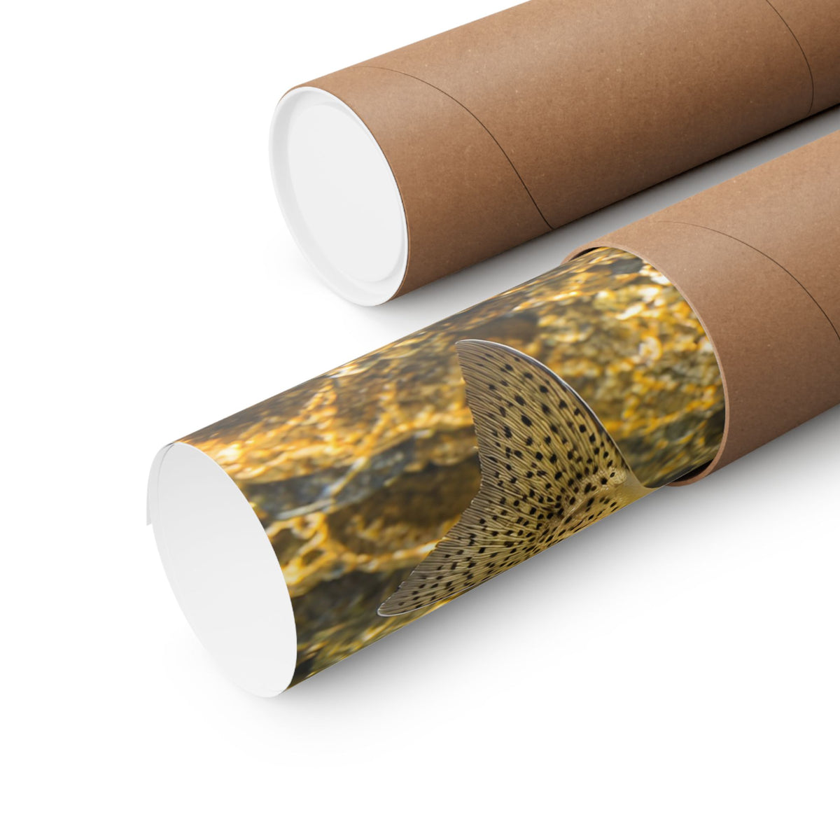 Golden Gravel Gila Trout poster wall art, view 5